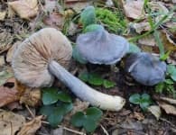 Sample of Entoloma