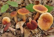 Sample of Lactarius