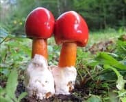 Sample of Amanita
