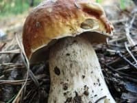 Sample of Bolete
