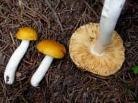 Sample of Russula