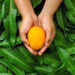 Sample of Mango