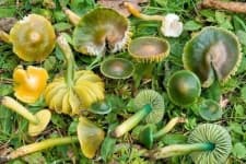 Sample of Hygrocybe