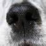 Sample of Dog nose