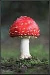 Sample of Agaric