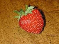 Sample of Strawberry