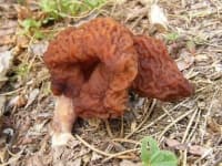Sample of Gyromitra