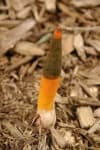 Sample of Stinkhorn