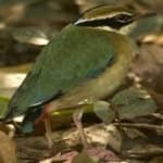 Sample of Indian pitta