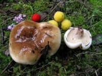 Sample of Suillus