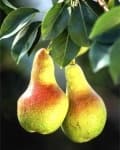 Sample of Pear