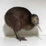 Bird kiwi image dataset preview
