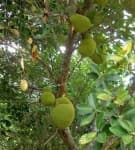 Sample of Jackfruit