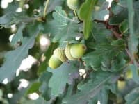 Sample of Acorn