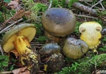 Sample of Cortinarius