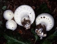 Sample of Agaricus