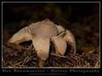 Earthstar image dataset preview