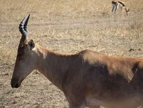 Sample of Hartebeest