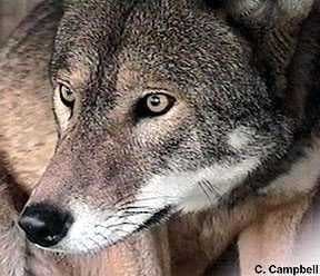 Sample of Red wolf