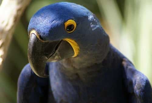 Sample of Macaw