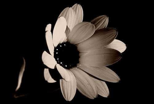 Daisy image dataset preview