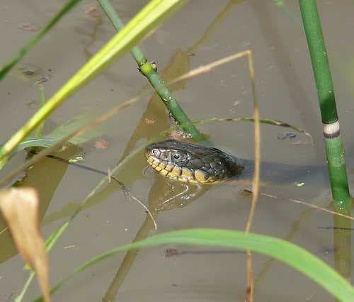 Sample of Water snake