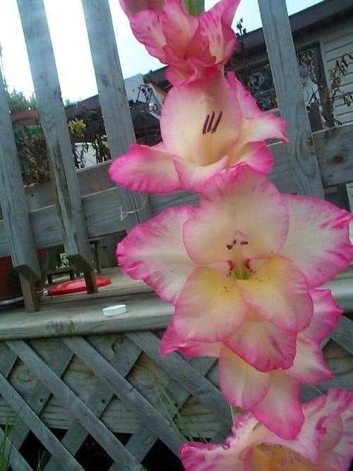 Sample of Sword lily