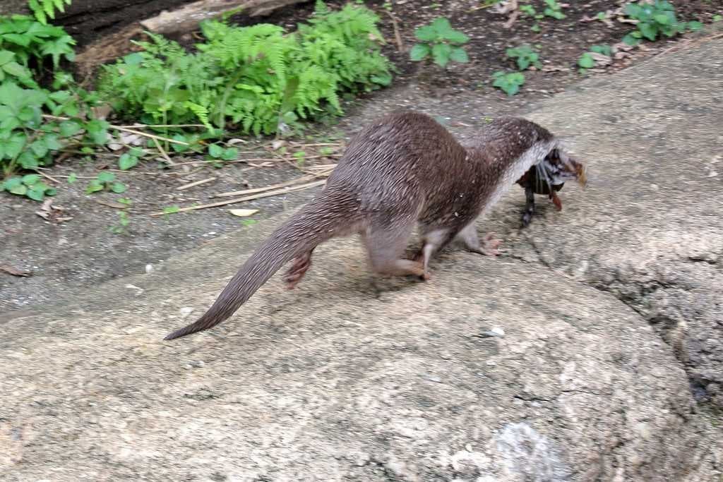 Otter image dataset preview
