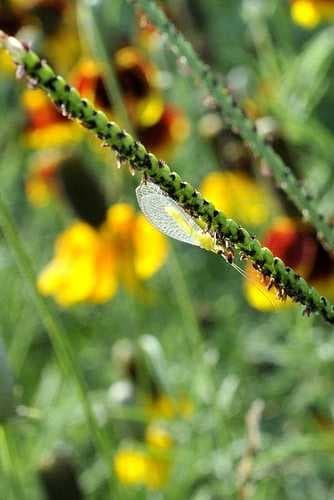 Sample of Lacewing
