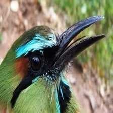 Sample of Turquoise motmot