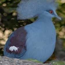 Sample of Crowned pigeon