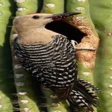 Sample of Gila woodpecker