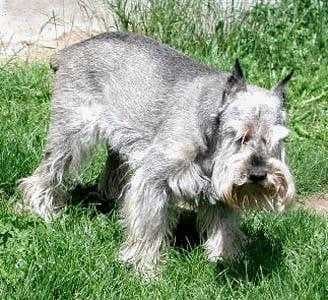 Sample of Standard schnauzer