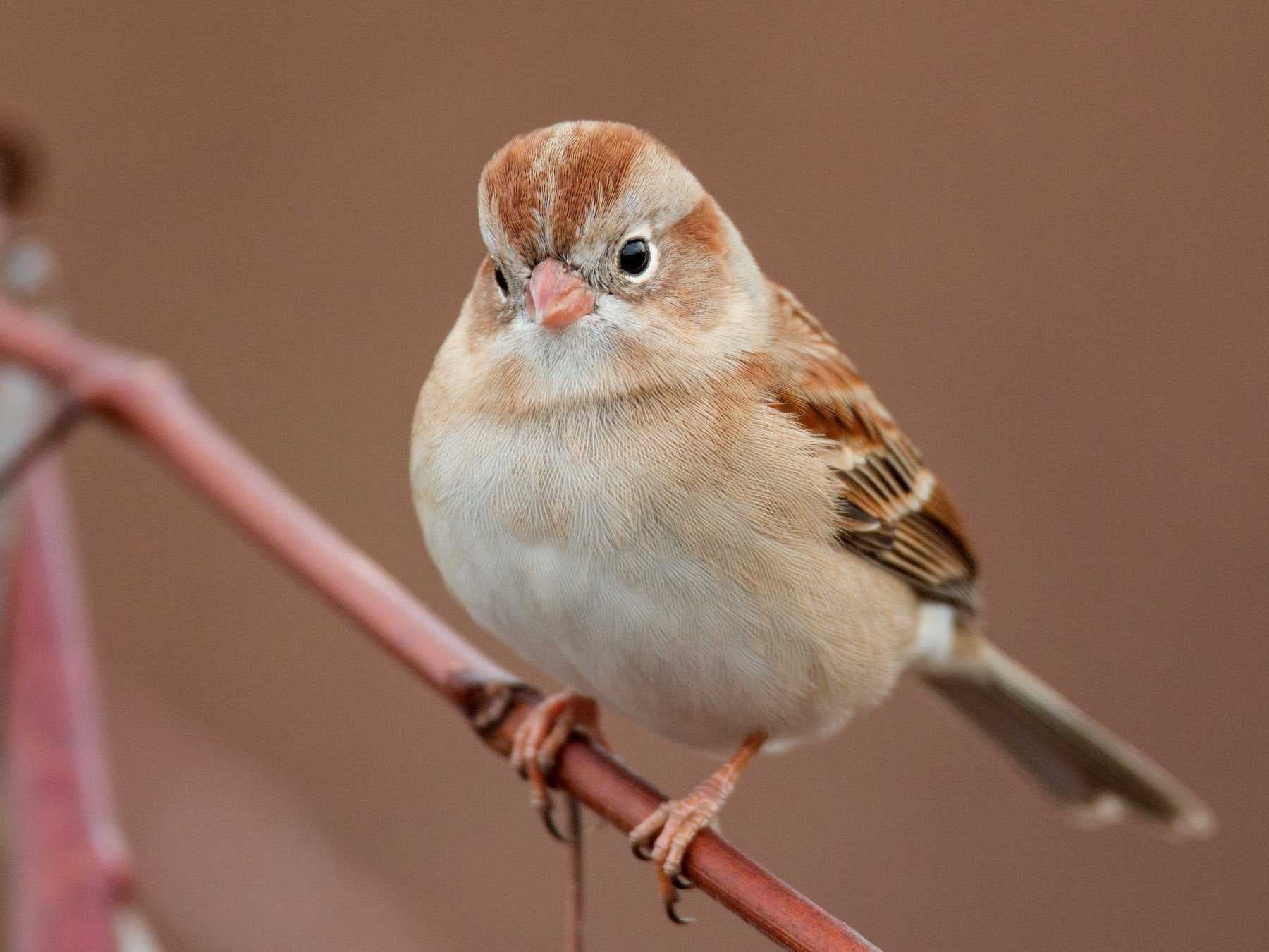 Sample of Sparrow