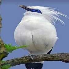 Sample of Bali starling