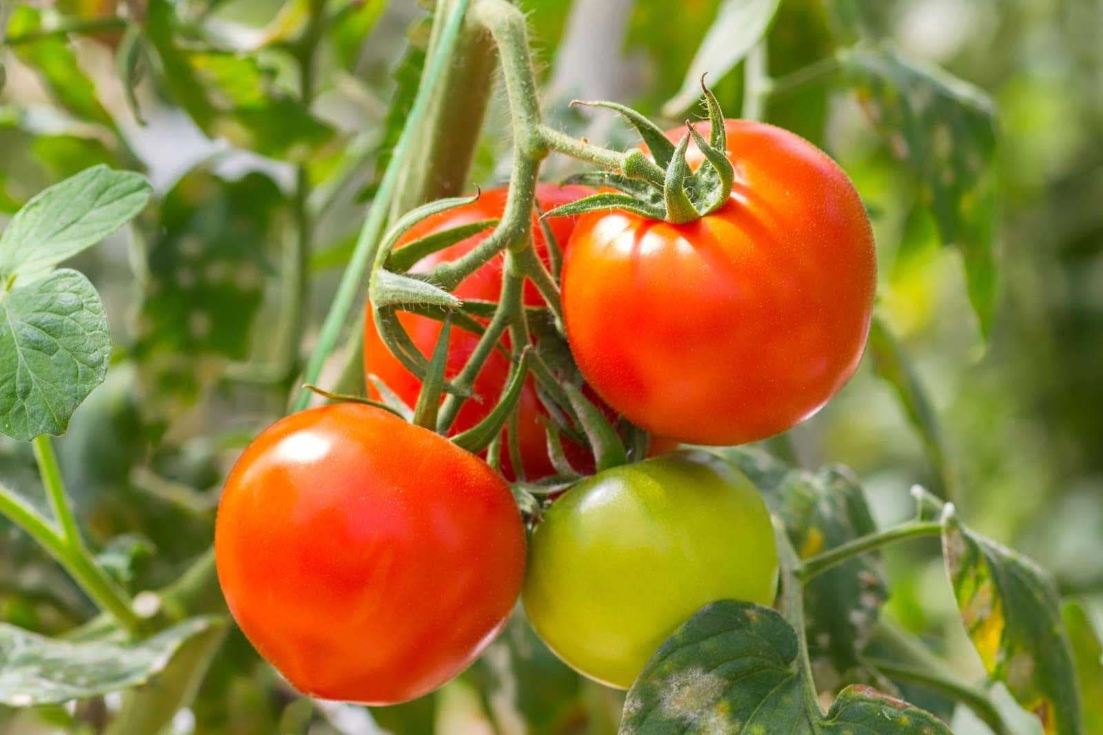 Sample of Tomato