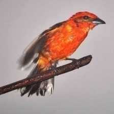 Sample of Flame tanager