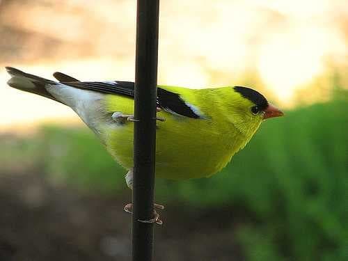 Sample of Goldfinch