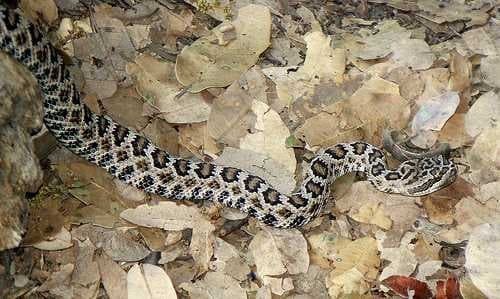 Sample of Diamondback