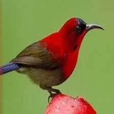 Sample of Crimson sunbird