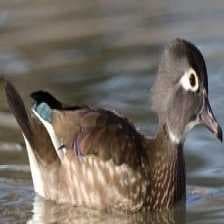 Sample of Wood duck