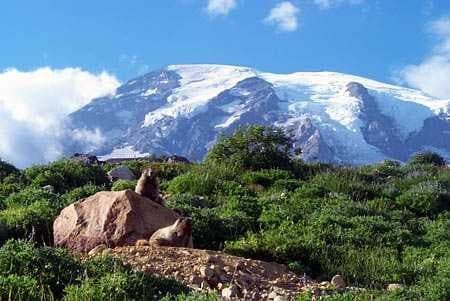 Sample of Marmot