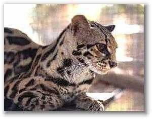 Sample of Wild cat