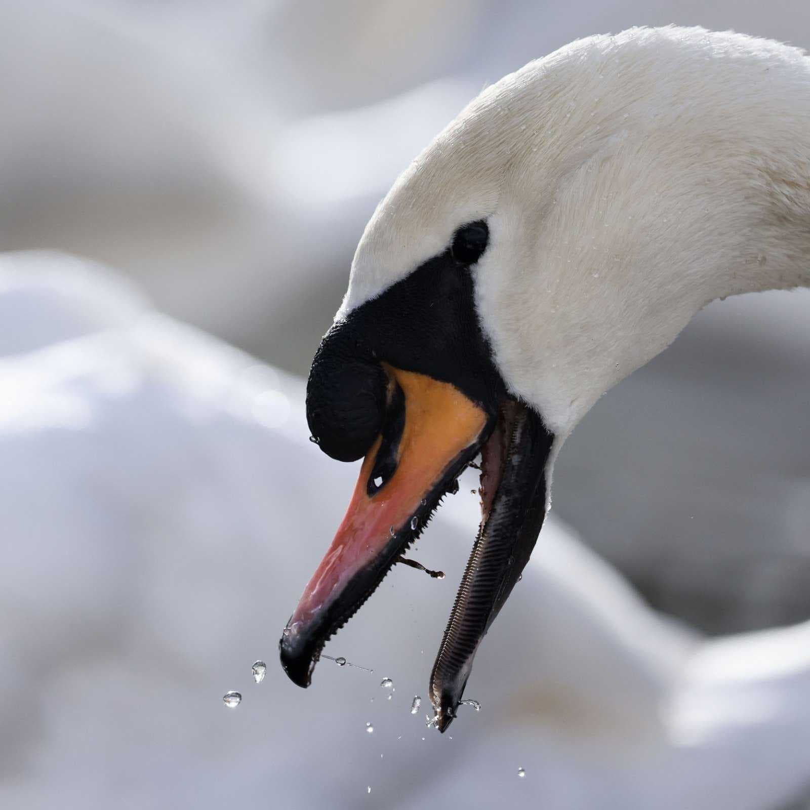 Swan image dataset preview