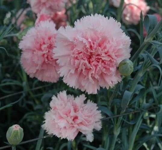 Sample of Carnation