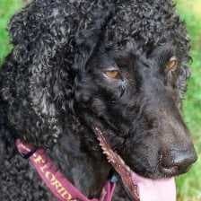 Sample of Irish spaniel