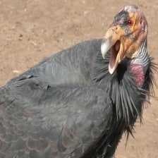 Sample of California condor