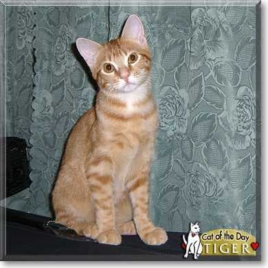 Sample of Tiger cat