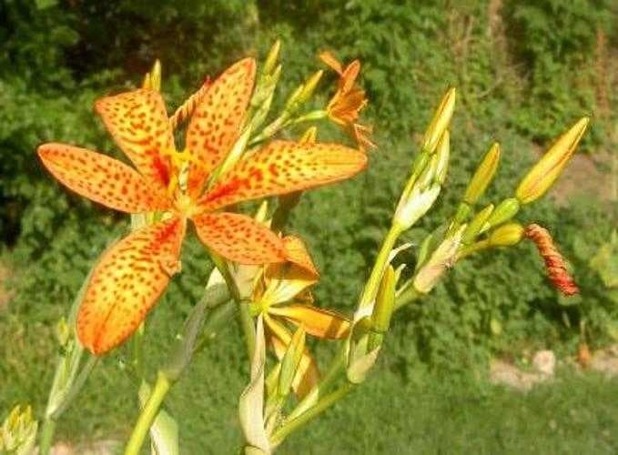 Sample of Blackberry lily