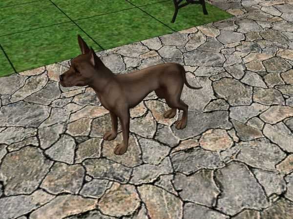 Sample of Mexican hairless